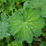 Blatt im Regen