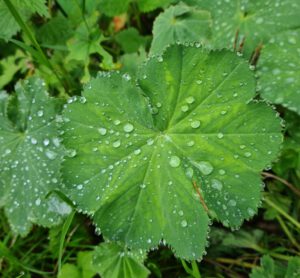 Blatt im Regen